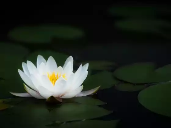 Reiki cấp 2