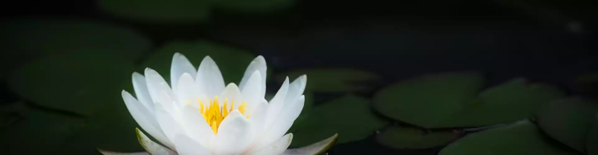 Reiki cấp 2 - Online Class by Jamie Butler