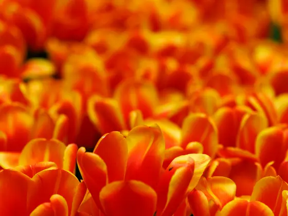    Remote Healing for Detox Support of Root, Sacral, and Solar Plexus Chakras