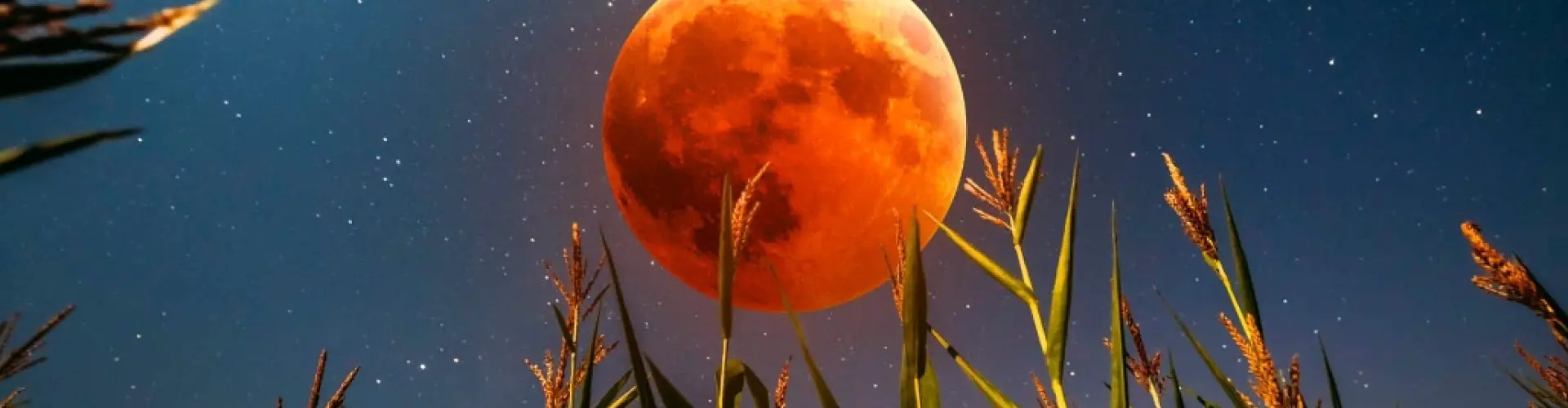Méditation sur l'éclipse solaire de pleine lune - Online Class by Cassaundra Paolini